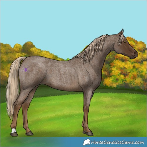Horse Color:Chocolate Palomino Roan