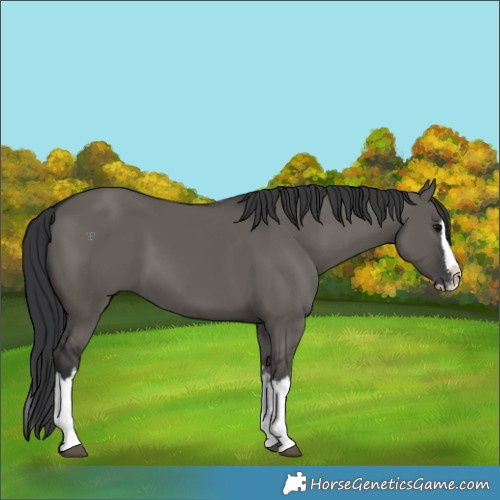 Horse Color:Grullo Sabino Splash  and Grullo Sabino Splash 