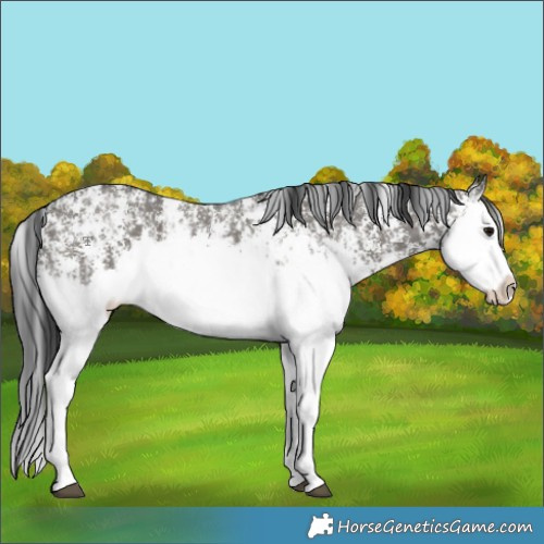 Horse Color:Grullo Sabino Splash  and Grullo Sabino Splash 