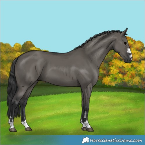 Horse Color:Grullo