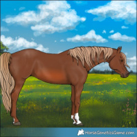 Horse Color:Chestnut 