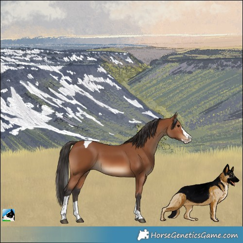 Horse Color:Bay Splash Tobiano 