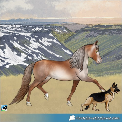 Horse Color:Gray Gold Champagne