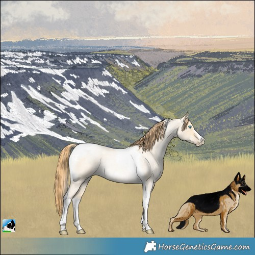 Horse Color:Buckskin Roan Dun Splash Tobiano Frame 