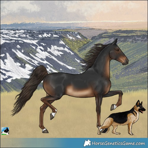 Horse Color:Gray Liver Chestnut