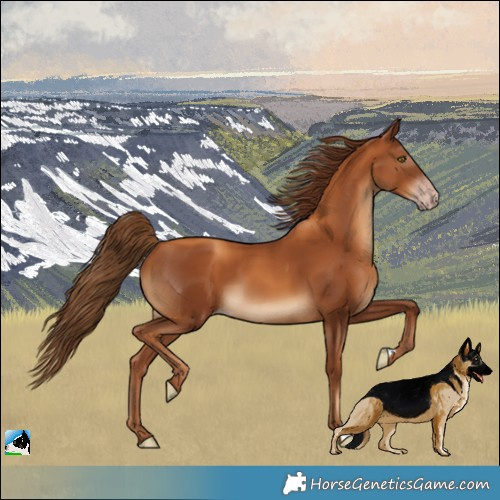 Horse Color:Gray Gold Champagne 