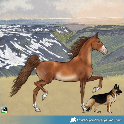 Horse Color:Gray Gold Champagne 