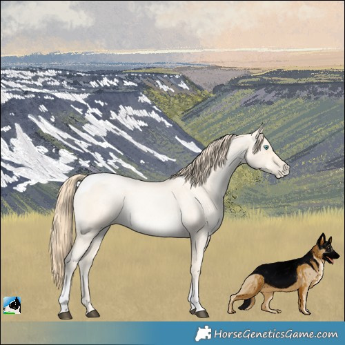 Horse Color:Buckskin Roan Tobiano