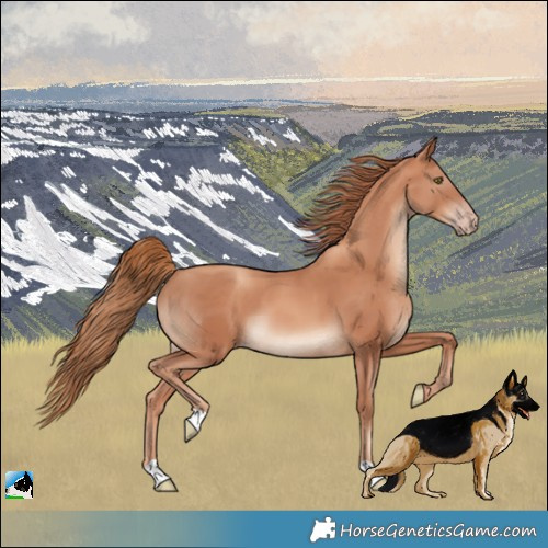 Horse Color:Gold Champagne 