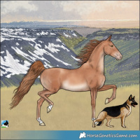 Horse Color:Gold Champagne