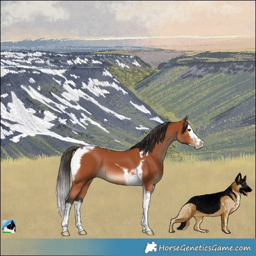 Horse Color:Bay Splash Tobiano 