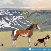Horse Color:Bay Splash Tobiano