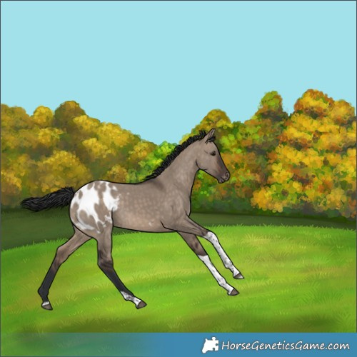 Horse Color:Brown Dun Tobiano Appaloosa 