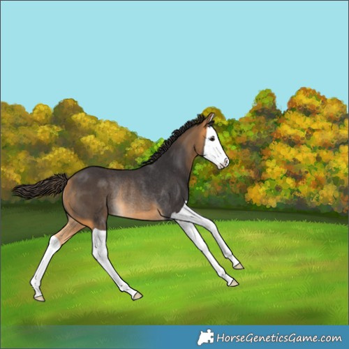 Horse Color:Buckskin Splash Rabicano 