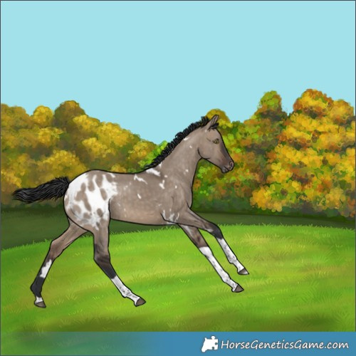 Horse Color:White Spotted Brown Dun Tobiano Appaloosa