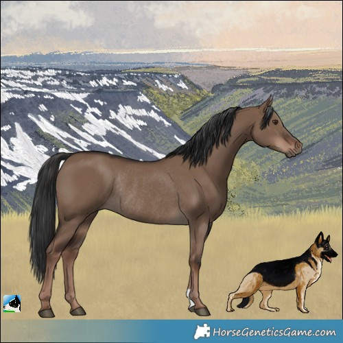 Horse Color:Liver Red Dun Rabicano