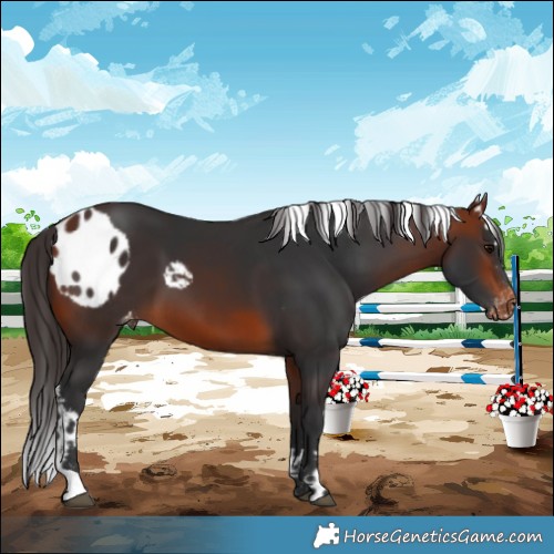 Horse Color:Bay Skewed Appaloosa 