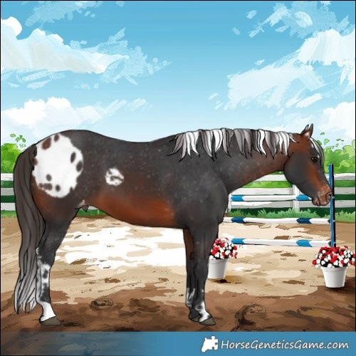 Horse Color:Bay Skewed LP Spotted
