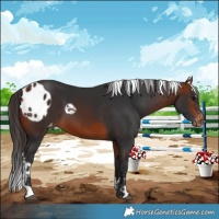 Horse Color:Bay Skewed Appaloosa 