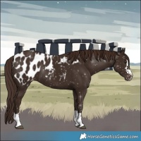 Horse Color:Liver Chestnut Appaloosa