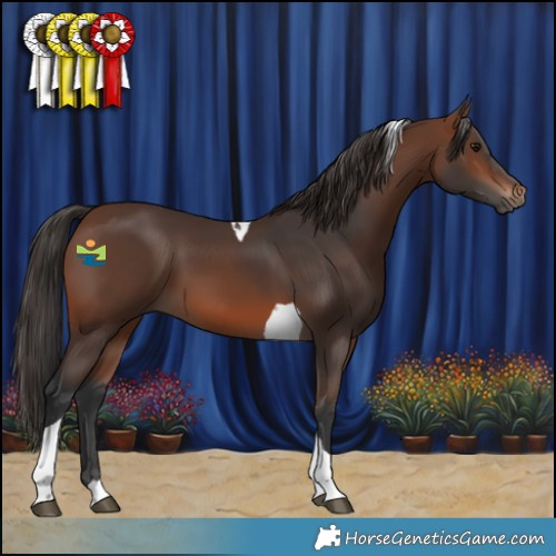 Horse Color:Brown Tobiano 