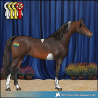 Horse Color:Brown Tobiano 