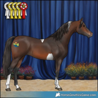 Horse Color:Brown Tobiano 