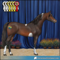 Horse Color:Brown Tobiano