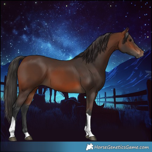 Horse Color:Brown Tobiano