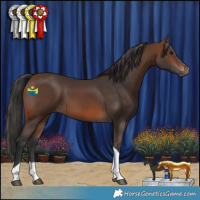 Horse Color:Brown Tobiano