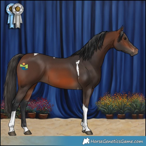 Horse Color:Brown Tobiano