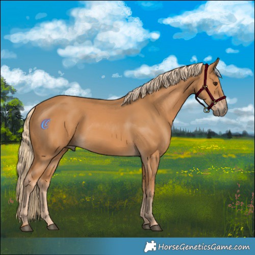 Horse Color:Chestnut Rabicano 