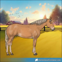 Horse Color:Chestnut Rabicano
