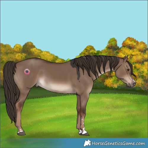 Horse Color:Liver Red Dun