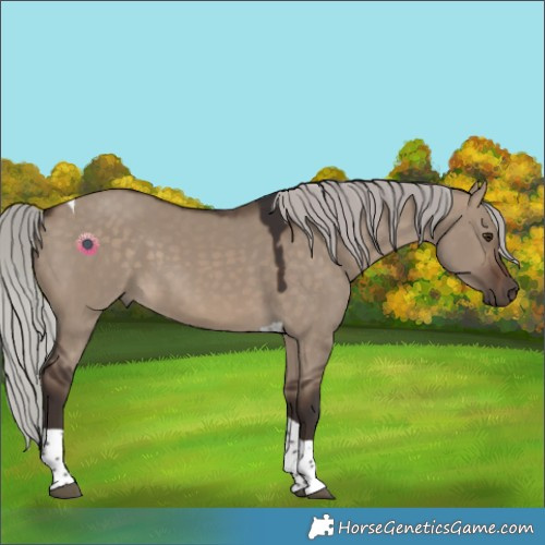 Horse Color:Silver Brown Dun Tobiano 