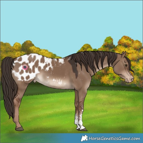 Horse Color:Liver Red Dun Sabino Blanket 