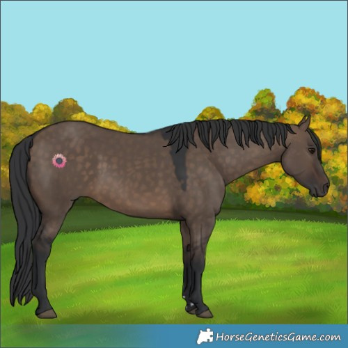 Horse Color:Brown Dun 