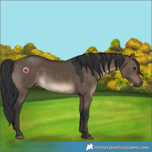 Horse Color:Brown Dun 