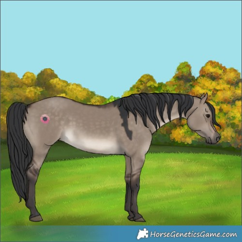 Horse Color:Brown Dun 