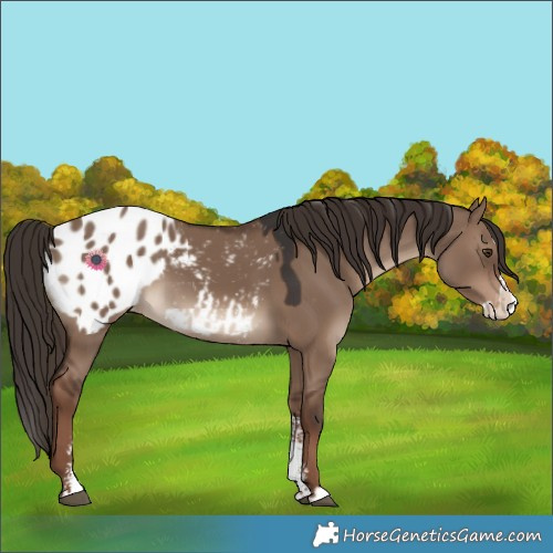 Horse Color:Liver Red Dun Sabino Splash Appaloosa 