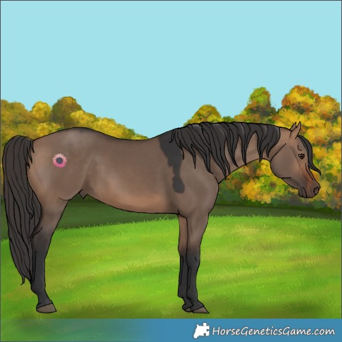 Horse Color:Bay Dun 