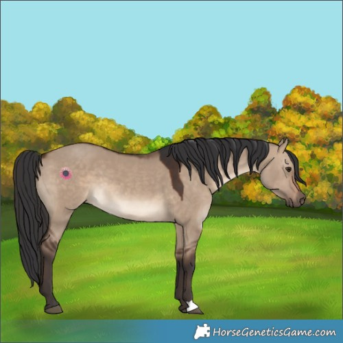 Horse Color:Brown Dun 