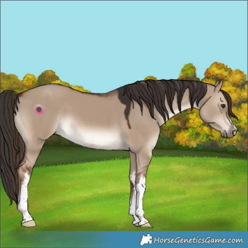 Horse Color:White Spotted Liver Red Dun 