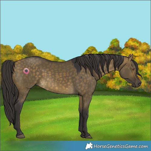 Horse Color:Buckskin Dun 