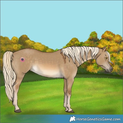 Horse Color:Chocolate Palomino Dun 
