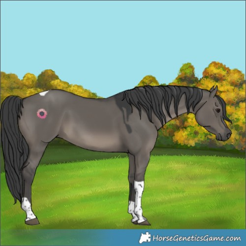 Horse Color:Grullo Tobiano 