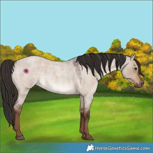 Horse Color:Liver Red Dun Roan 