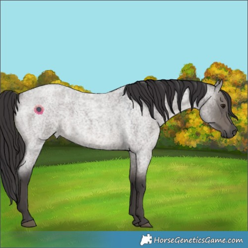 Horse Color:Smoky Grullo Roan 