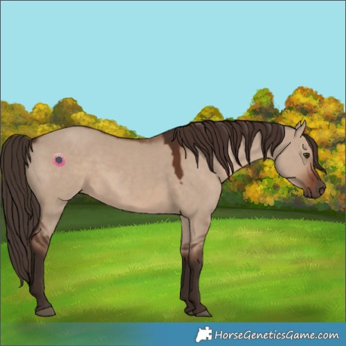 Horse Color:Liver Red Dun 