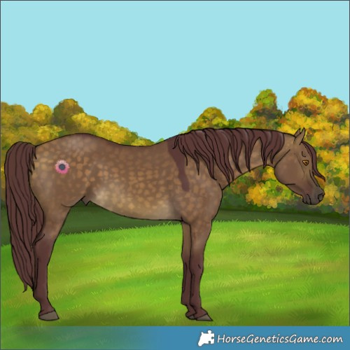 Horse Color:Chocolate Buckskin Dun 
